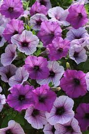 100 Bulk Petunia Seeds Easy Wave Plum Pudding Pelleted Seeds Etsy Petunia Flower Petunias Container Flowers
