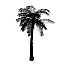 Coconut Tree Cartoon 2048 2048 Transprent Png Free Download Tree Palm Tree White Cleanpng Kisspng Set of palm tree free vector. coconut tree cartoon 2048 2048