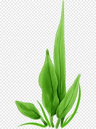 Check spelling or type a new query. Alga Green Rumput Yang Dilukis Dengan Tangan Lukisan Cat Air Dicat Png Pngegg