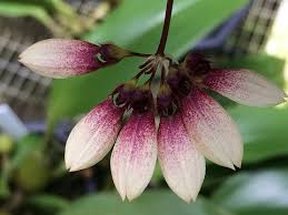 Image result for Bulbophyllum prorepens