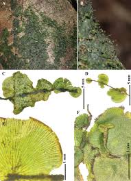 Image result for Didymoglossum erosum