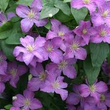 Pink clematis vine/ climbing clematis flower is 4 year old. Clematis Jolly Good Buy Clematis Perennials Online Clematis Vine Clematis Purple Plants
