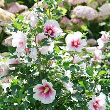 Image result for Hibiscus pusillus