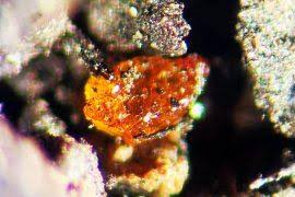 Image result for Orthanthera