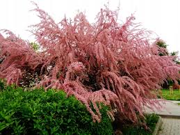 Image result for Grona ramosissima