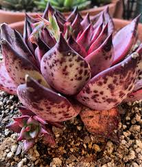 Pentru a scrie un review trebuie sa fii autentificat. Feast Your Eyes On My Echeveria Romeo Succulents