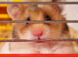 Hamster picture 835 1000 jpg / hamster picture 835. Hamster Stock Image Image Of Inquisitive Hair Curious 11110051