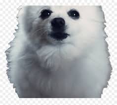 Try to search more transparent images related to doge png |. Doge Meme White Background Gabe The Dog Png Transparent Png Vhv