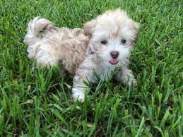 Havanese puppies for sale havanese dogs beautiful dogs chocolate brown i love dogs colours bb rocks doggies. Beautiful Havanese Puppy For Sale In Huffman Texas Classified Americanlisted Com