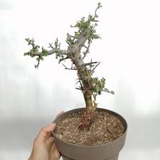 Image result for Commiphora