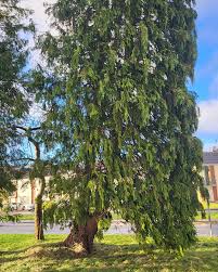 ROAD DANGER ALERT: large tree at the junction of Marian Row and Pound Road,  Castlebar, is
