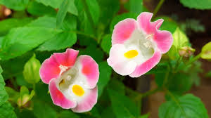 See reviews and photos of gardens in sri lanka, asia on tripadvisor. Flowers In Sri Lanka Scientif Names Youtube