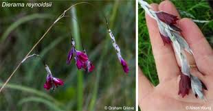 Image result for Dierama formosum