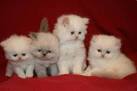 Teacup Persian Kittens for Sale - Persian Cat Breeder in ...