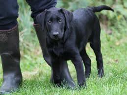 Gule, brune, sølv labrador retriever formel 1, blandings hvalpe, fx labrador med en golden retriever mix valper, goldador hvalpe, gammeldags labrador og familiehund. Formel 1 Hund Hvalp Hvalpelisten Labrador Retriever Forst Nar Hunden Tager Kontakt Og Holder Fokus I Traeningen Kan Vi Surgamusama