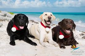 Use a tripod and set up your phone to take pictures of you and your pooch. Holiday Dogs Photoshoot Turks And Caicos Photographers