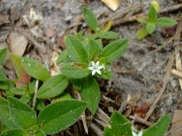 Image result for Richardia scabra