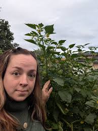 Helpful tips for growing tomatillos