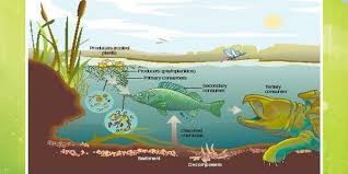 Habitat can be defined as the natural environment of an organism, the type of place in which it is natural for it to live and grow. Pond Ecosystem Meaning Types Characteristics Importance