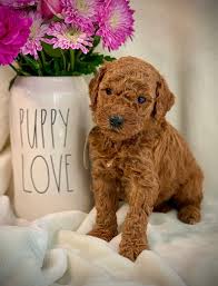 We are a blue ribbon breeder with goldendoodle association of north america (gana). Specializing In Goldendoodles And Maltipoos