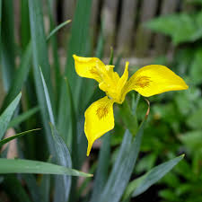 Image result for Iris pseudacorus