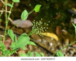 Image result for Panicum brevifolium