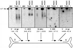 Image result for Black 1999 AAV