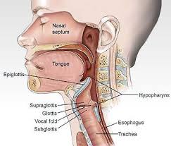 Image Result For Diagram Of The Male Throat Throat Anatomy