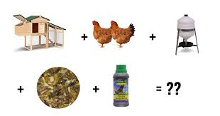 Poule d'ornement, poule naine, poule pondeuse, poule au pot, poule recycleuse, ravageuse… poule de luxe ? Budget Poules Combien Ca Coute Mes Poules