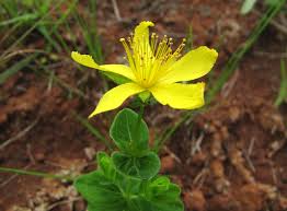 Image result for Hypericum lalandii