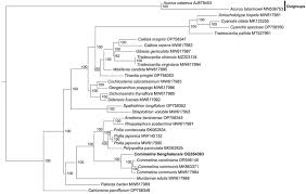 Image result for Polyspatha paniculata
