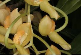 Image result for Polystachya odorata