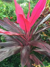 Ti Plant Green Cordyline Fruticosa A Beautiful Ti Plant Cordyline Fruticosa Native To The Tropics As An Understory Plan Understory Plants Ti Plant Plants