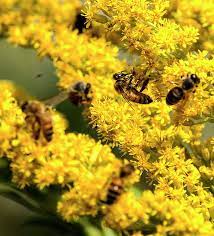The Swarm By Norman Johnson Norman Johnson Photographer