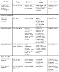 Human muscle system, the muscles of the human body that work the skeletal system, that are under voluntary control, and that are concerned with the following sections provide a basic framework for the understanding of gross human muscular anatomy, with descriptions of the large muscle groups. 11 4 Identify The Skeletal Muscles And Give Their Origins Insertions Actions And Innervations Anatomy Physiology