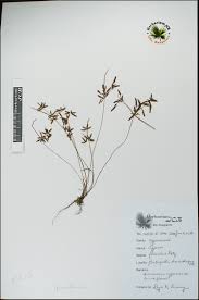 Image result for Pycreus flavidus