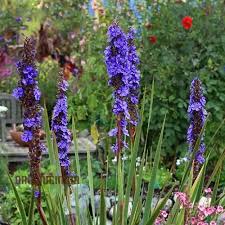 Image result for Aristea