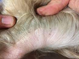Intestinal Worms In Dogs Dog Worming Treatment Blue Cross