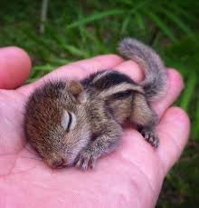 22 Adorable Baby Animals That Will Melt Your Cold Heart Cute Baby Animals Baby Animals Puppy Friends