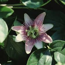 Image result for Passifloraceae