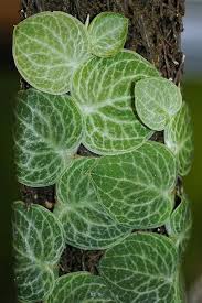 Check spelling or type a new query. Rhaphidophora Cryptantha Rhaphidophora Pachyphylla