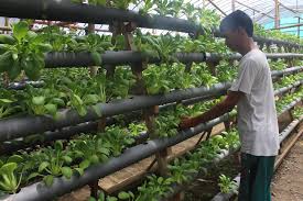 Maybe you would like to learn more about one of these? Nur Hamdani Geluti Tanaman Sayuran Hidroponik Di Kampungnya Pemerintah Provinsi Jawa Tengah