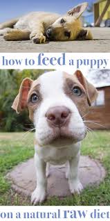 Raw Food For Puppies How To Feed Your Puppy On Natural Raw Food