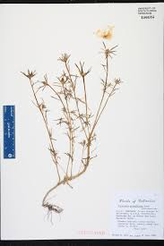 Image result for Portulacaceae