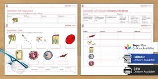 Each type is specialised to do a particular role. Specialised Cells Ks3 Cells And Organisation Beyond