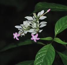 Image result for Virectaria major