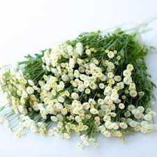 Floret Flower Farm S Favorite Filler Flowers Page 2 Floret Shop Tiny White Flowers Flower Farm Grow Your Own Wedding Flowers