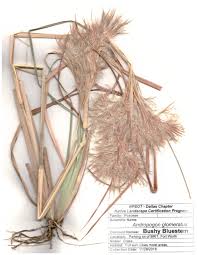 Image result for Andropogon ligulatus