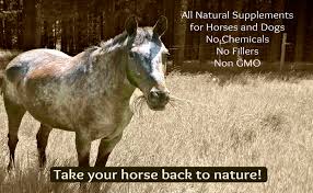 Maybe you would like to learn more about one of these? Wild Horse Products Home Facebook