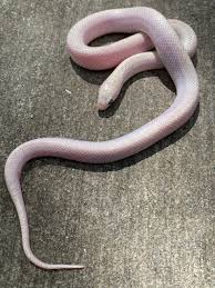 Brooks King Snakes for sale (Lampropeltis getula brooksi)